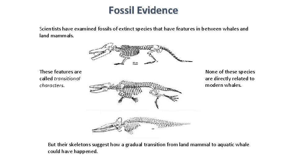 Fossil Evidence Scientists have examined fossils of extinct species that have features in between