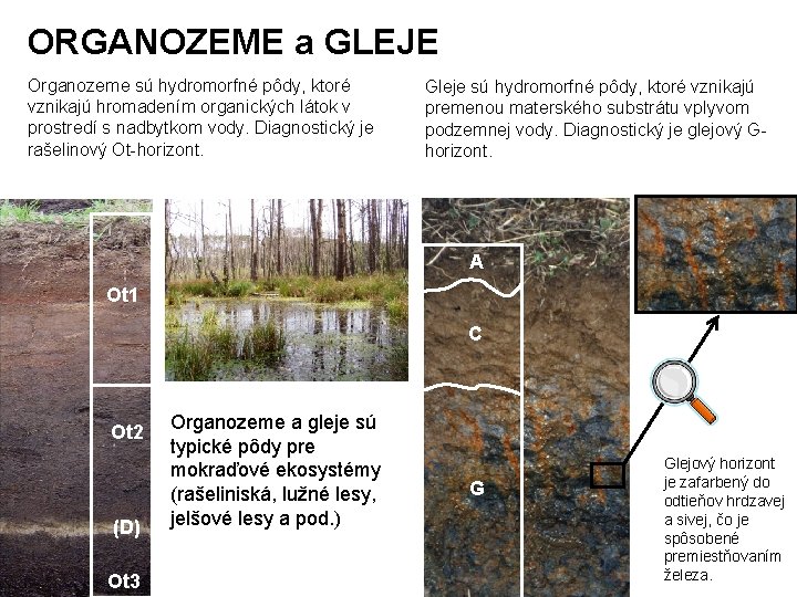 ORGANOZEME a GLEJE Organozeme sú hydromorfné pôdy, ktoré vznikajú hromadením organických látok v prostredí ORGANOZEME a GLEJE Organozeme sú hydromorfné pôdy, ktoré vznikajú hromadením organických látok v prostredí