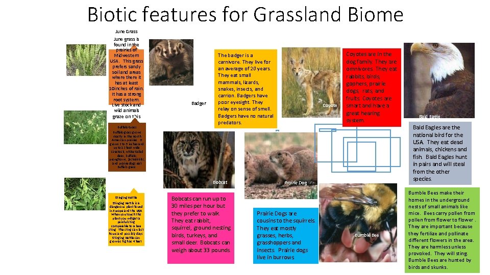 Biotic features for Grassland Biome June Grass June grass is found in the prairies