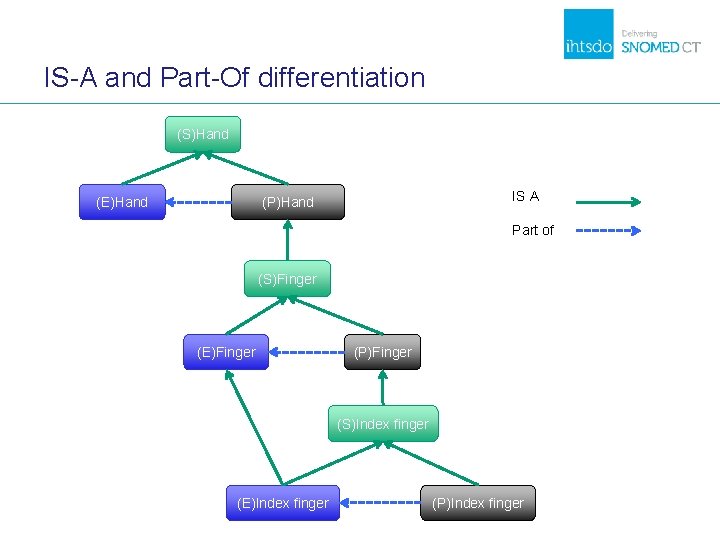 IS-A and Part-Of differentiation (S)Hand (E)Hand IS A (P)Hand Part of (S)Finger (E)Finger (P)Finger IS-A and Part-Of differentiation (S)Hand (E)Hand IS A (P)Hand Part of (S)Finger (E)Finger (P)Finger