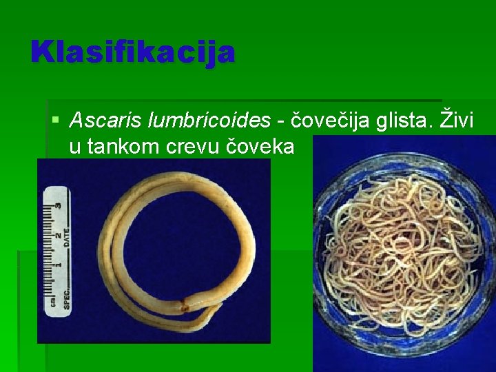 Klasifikacija § Ascaris lumbricoides - čovečija glista. Živi u tankom crevu čoveka 
