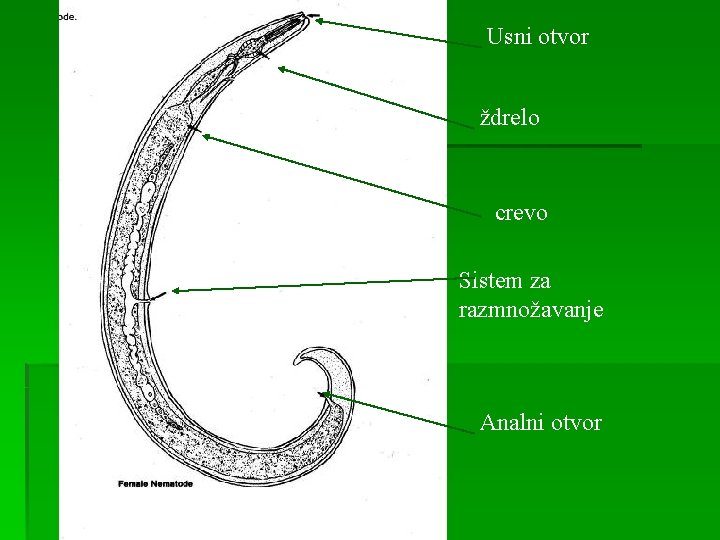 Usni otvor ždrelo crevo Sistem za razmnožavanje Analni otvor 