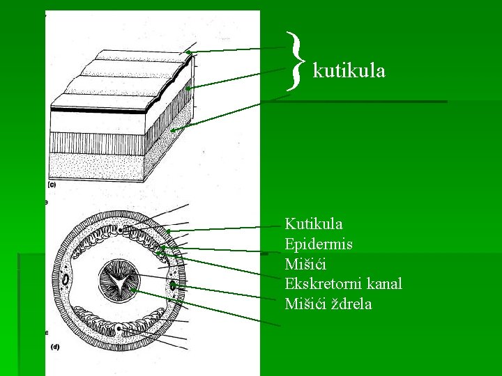 } kutikula Kutikula Epidermis Mišići Ekskretorni kanal Mišići ždrela 