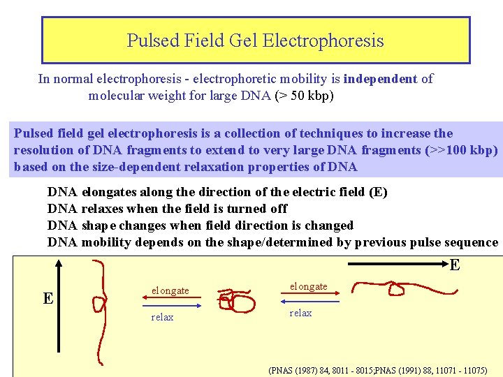 Pulsed Field Gel Electrophoresis In normal electrophoresis - electrophoretic mobility is independent of molecular