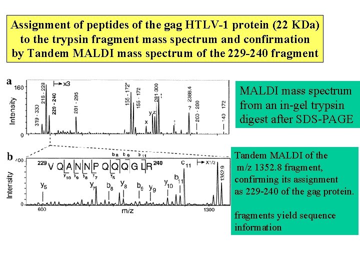 Assignment of peptides of the gag HTLV-1 protein (22 KDa) to the trypsin fragment