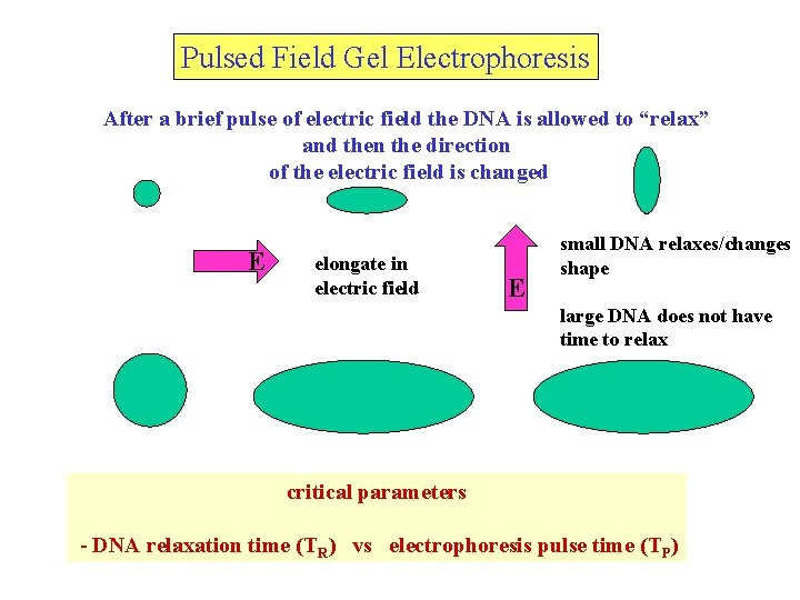 Pulsed Field Gel Electrophoresis After a brief pulse of electric field the DNA is