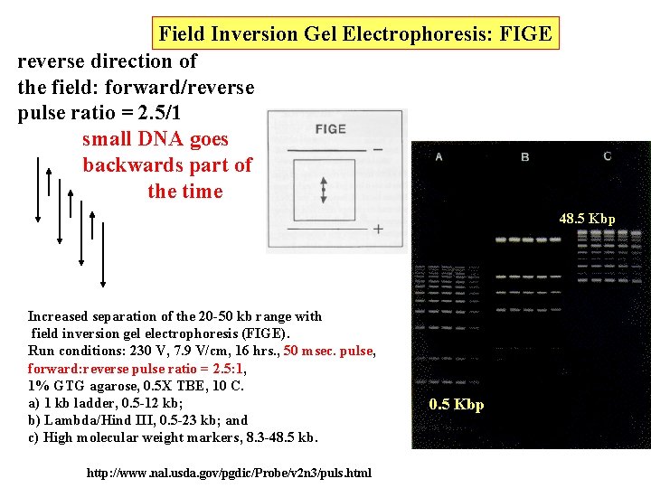 Field Inversion Gel Electrophoresis: FIGE reverse direction of the field: forward/reverse pulse ratio =