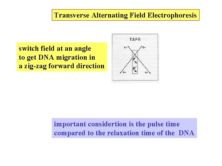 Transverse Alternating Field Electrophoresis switch field at an angle to get DNA migration in