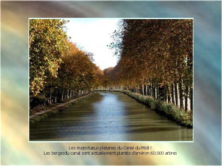 Les majestueux platanes du Canal du Midi ! Les bergesdu canal sont actuellement plantés