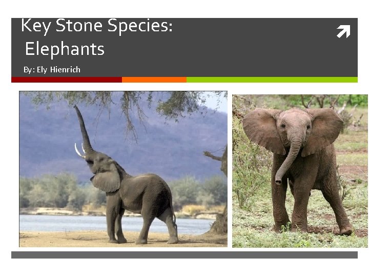 Key Stone Species: Elephants By: Ely Hienrich 