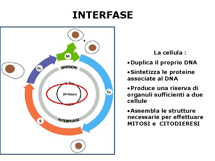 INTERFASE La cellula : • Duplica il proprio DNA • Sintetizza le proteine associate INTERFASE La cellula : • Duplica il proprio DNA • Sintetizza le proteine associate