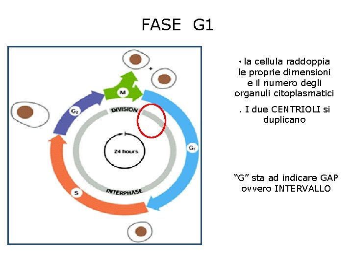 FASE G 1 • la cellula raddoppia le proprie dimensioni e il numero degli FASE G 1 • la cellula raddoppia le proprie dimensioni e il numero degli