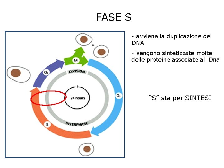 FASE S - avviene la duplicazione del DNA - vengono sintetizzate molte delle proteine FASE S - avviene la duplicazione del DNA - vengono sintetizzate molte delle proteine