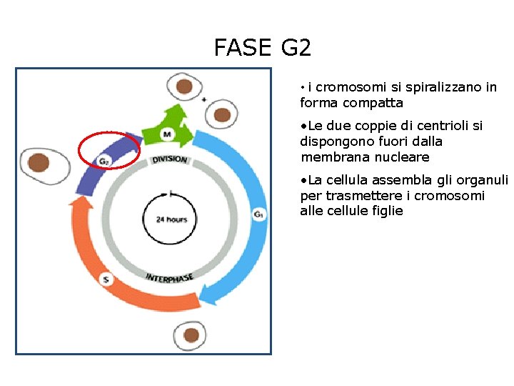 FASE G 2 • i cromosomi si spiralizzano in forma compatta • Le due FASE G 2 • i cromosomi si spiralizzano in forma compatta • Le due
