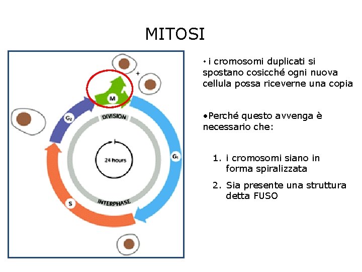 MITOSI • i cromosomi duplicati si spostano cosicché ogni nuova cellula possa riceverne una MITOSI • i cromosomi duplicati si spostano cosicché ogni nuova cellula possa riceverne una