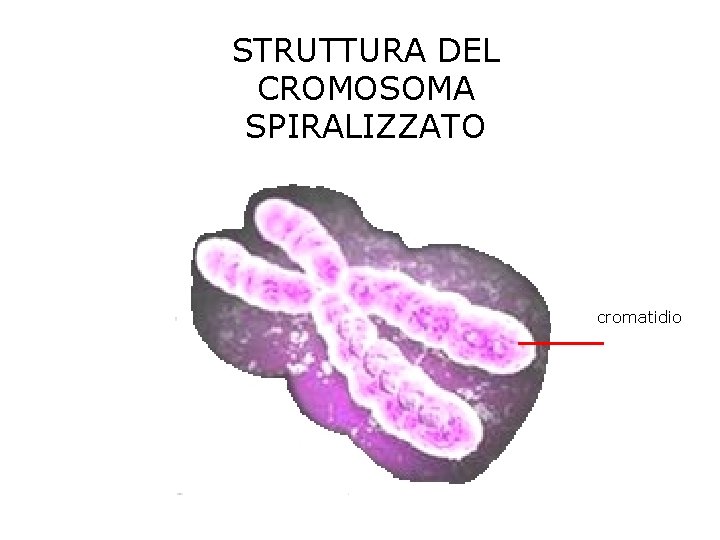 STRUTTURA DEL CROMOSOMA SPIRALIZZATO cromatidio STRUTTURA DEL CROMOSOMA SPIRALIZZATO cromatidio