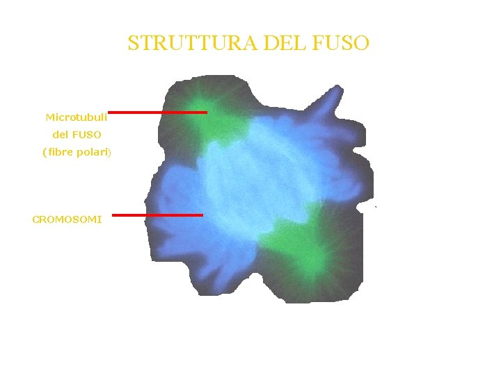 STRUTTURA DEL FUSO Microtubuli del FUSO (fibre polari) CROMOSOMI STRUTTURA DEL FUSO Microtubuli del FUSO (fibre polari) CROMOSOMI