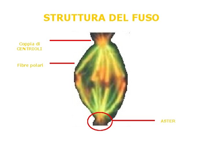STRUTTURA DEL FUSO Coppia di CENTRIOLI Fibre polari ASTER STRUTTURA DEL FUSO Coppia di CENTRIOLI Fibre polari ASTER