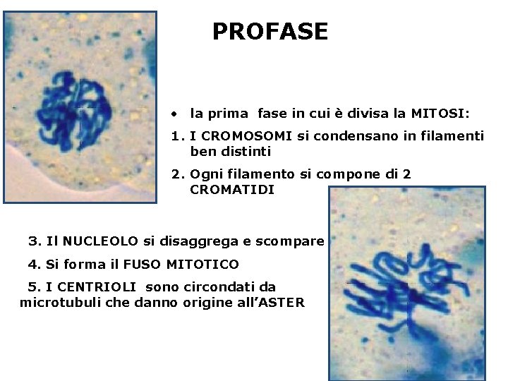 PROFASE • la prima fase in cui è divisa la MITOSI: 1. I CROMOSOMI PROFASE • la prima fase in cui è divisa la MITOSI: 1. I CROMOSOMI