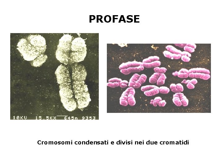 PROFASE Cromosomi condensati e divisi nei due cromatidi PROFASE Cromosomi condensati e divisi nei due cromatidi