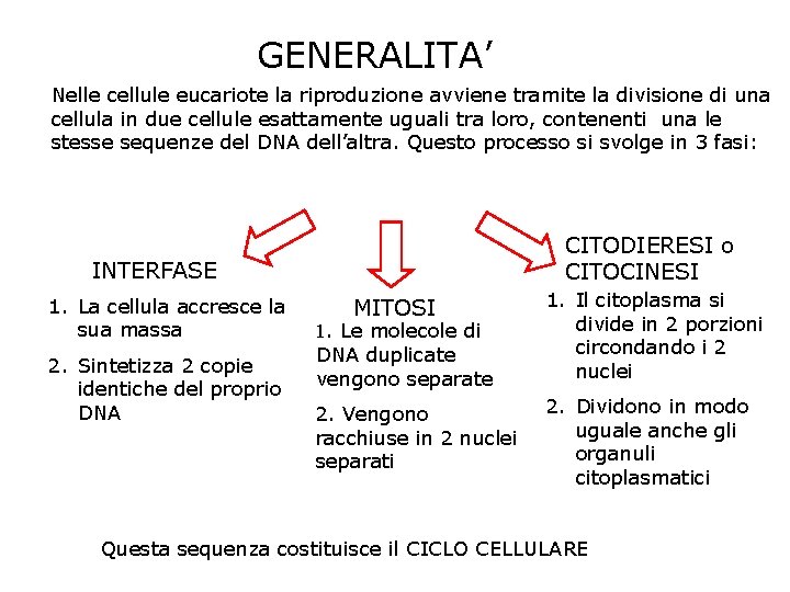 GENERALITA’ Nelle cellule eucariote la riproduzione avviene tramite la divisione di una cellula in GENERALITA’ Nelle cellule eucariote la riproduzione avviene tramite la divisione di una cellula in