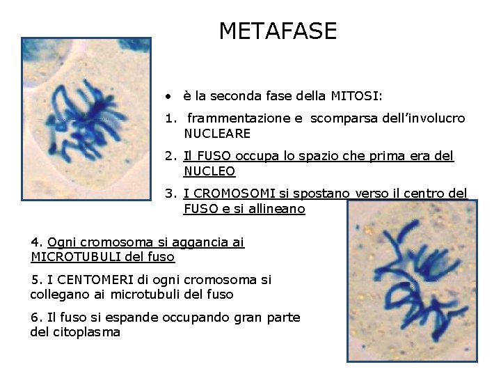 METAFASE • è la seconda fase della MITOSI: 1. frammentazione e scomparsa dell’involucro NUCLEARE METAFASE • è la seconda fase della MITOSI: 1. frammentazione e scomparsa dell’involucro NUCLEARE
