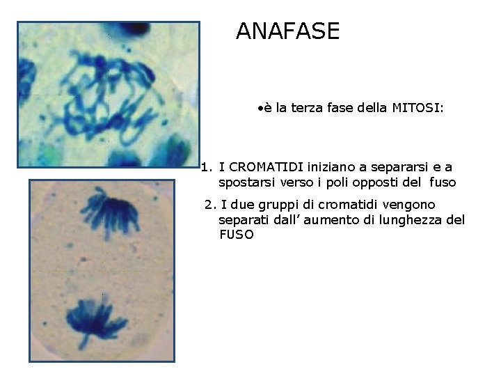 ANAFASE • è la terza fase della MITOSI: 1. I CROMATIDI iniziano a separarsi ANAFASE • è la terza fase della MITOSI: 1. I CROMATIDI iniziano a separarsi