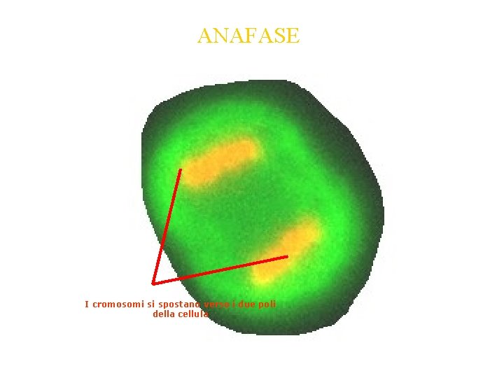 ANAFASE I cromosomi si spostano verso i due poli della cellula ANAFASE I cromosomi si spostano verso i due poli della cellula
