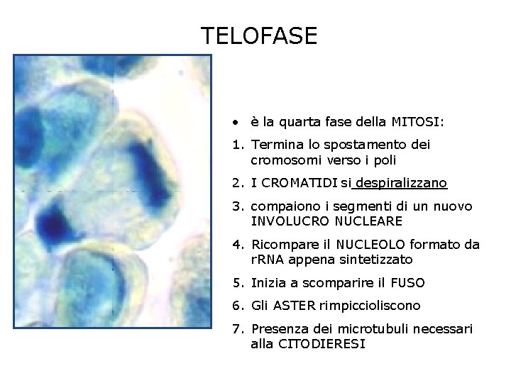 TELOFASE • è la quarta fase della MITOSI: 1. Termina lo spostamento dei cromosomi TELOFASE • è la quarta fase della MITOSI: 1. Termina lo spostamento dei cromosomi