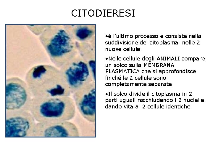 CITODIERESI • è l’ultimo processo e consiste nella suddivisione del citoplasma nelle 2 nuove CITODIERESI • è l’ultimo processo e consiste nella suddivisione del citoplasma nelle 2 nuove
