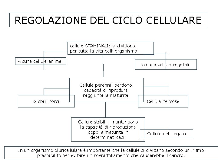 REGOLAZIONE DEL CICLO CELLULARE cellule STAMINALI: si dividono per tutta la vita dell’ organismo REGOLAZIONE DEL CICLO CELLULARE cellule STAMINALI: si dividono per tutta la vita dell’ organismo