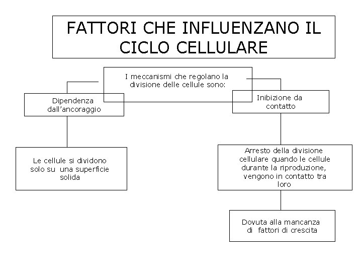 FATTORI CHE INFLUENZANO IL CICLO CELLULARE I meccanismi che regolano la divisione delle cellule FATTORI CHE INFLUENZANO IL CICLO CELLULARE I meccanismi che regolano la divisione delle cellule