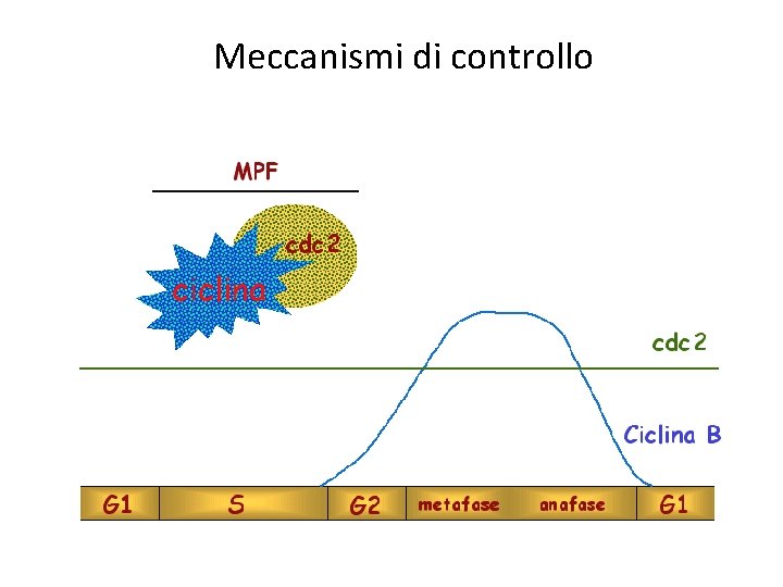 Meccanismi di controllo Meccanismi di controllo