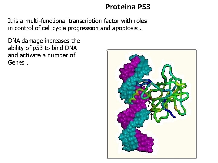Proteina P 53 It is a multi-functional transcription factor with roles in control of Proteina P 53 It is a multi-functional transcription factor with roles in control of