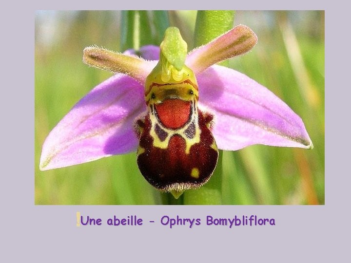  Une abeille - Ophrys Bomybliflora 