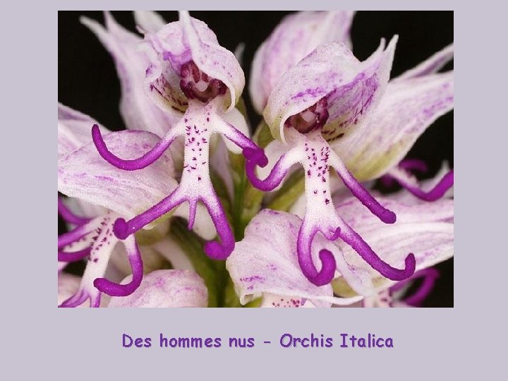 Des hommes nus - Orchis Italica 