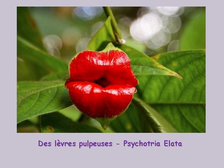 Des lèvres pulpeuses - Psychotria Elata 