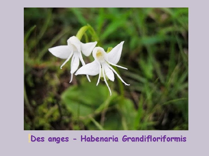  Des anges - Habenaria Grandifloriformis 