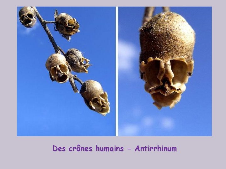 Des crânes humains - Antirrhinum 