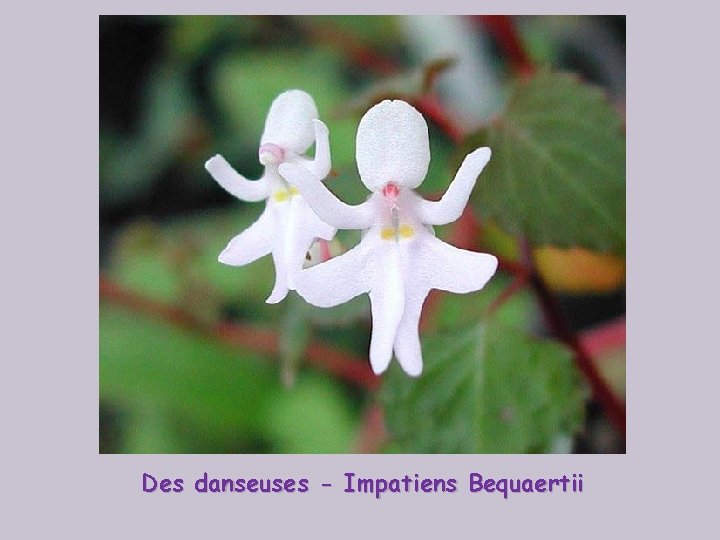 Des danseuses - Impatiens Bequaertii 