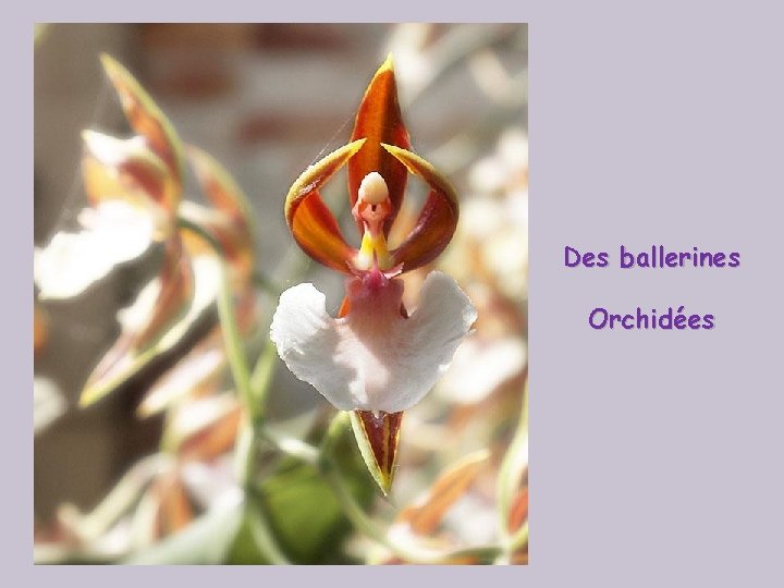 Des ballerines Orchidées 