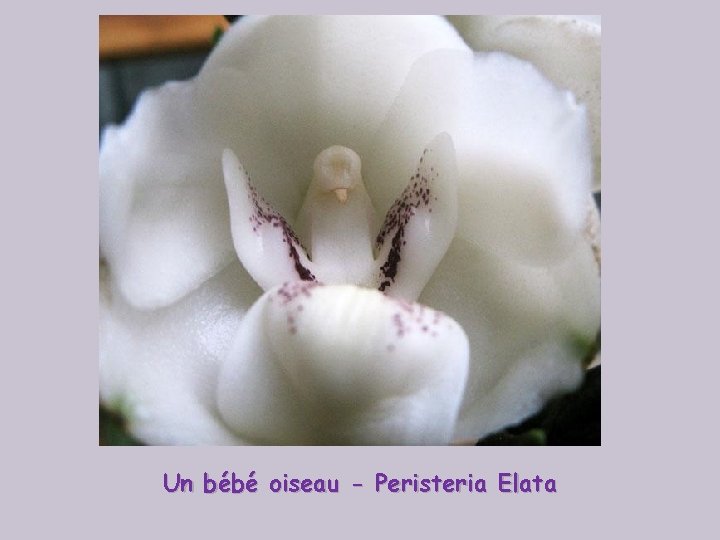 Un bébé oiseau - Peristeria Elata 