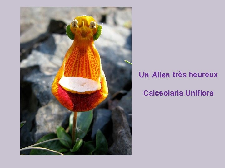 Un Alien très heureux Calceolaria Uniflora 