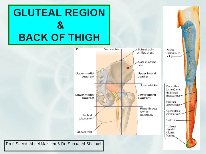 GLUTEAL REGION & BACK OF THIGH Prof. Saeed Abuel Makarem& Dr. Sanaa Al-Sharawi 1