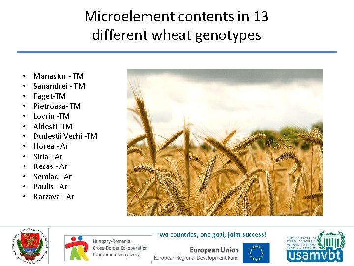 Microelement contents in 13 different wheat genotypes • • • • Manastur - TM