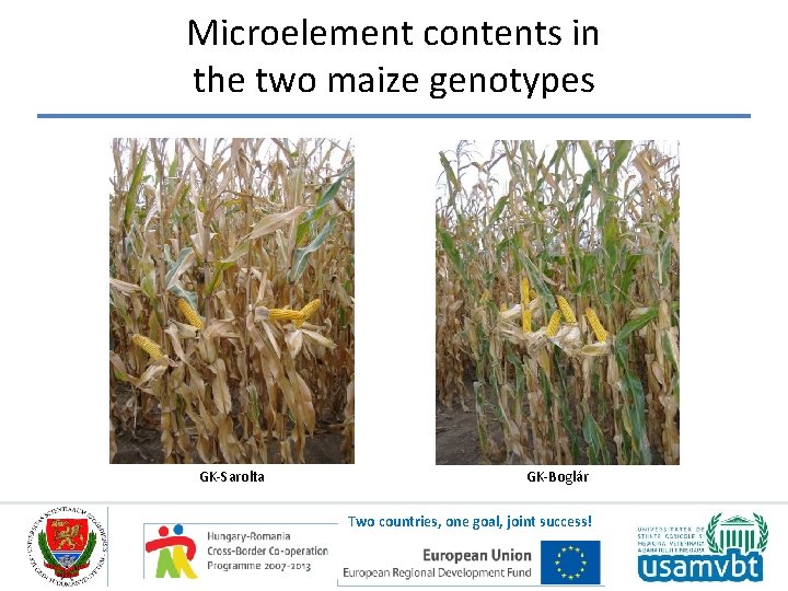 Microelement contents in the two maize genotypes GK-Sarolta GK-Boglár Two countries, one goal, joint