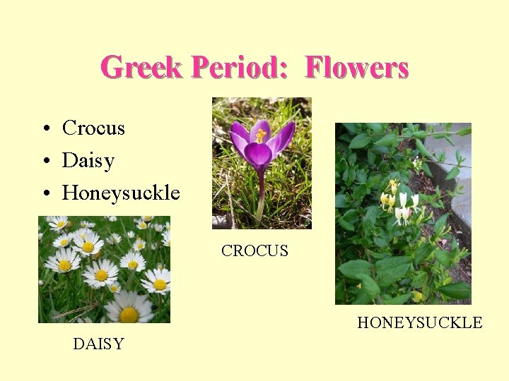 Greek Period: Flowers • Crocus • Daisy • Honeysuckle CROCUS HONEYSUCKLE DAISY 