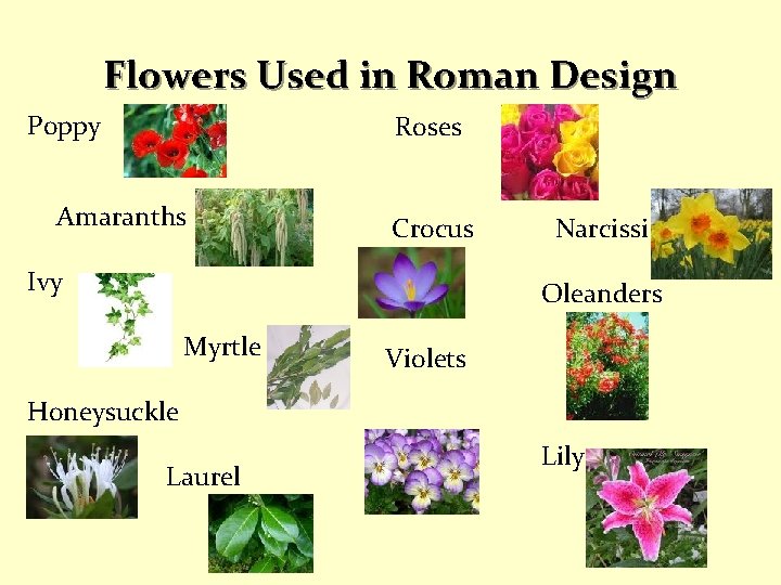 Flowers Used in Roman Design Poppy Roses Amaranths Crocus Ivy Narcissi Oleanders Myrtle Violets