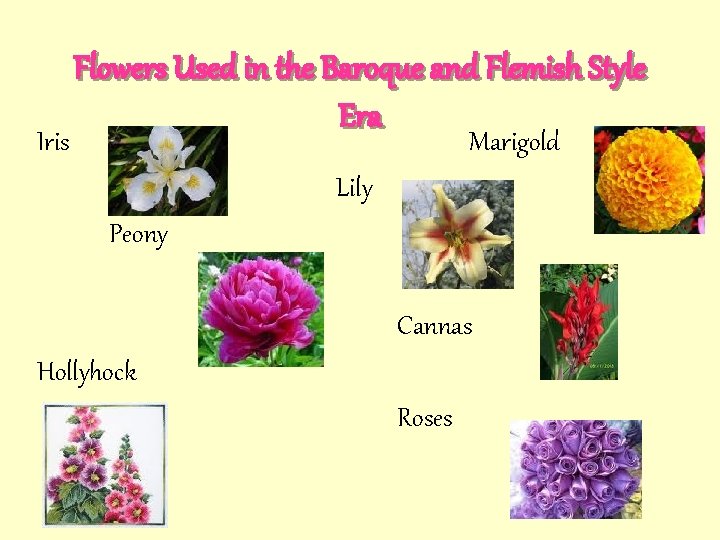 Iris Flowers Used in the Baroque and Flemish Style Era Marigold Lily Peony Cannas