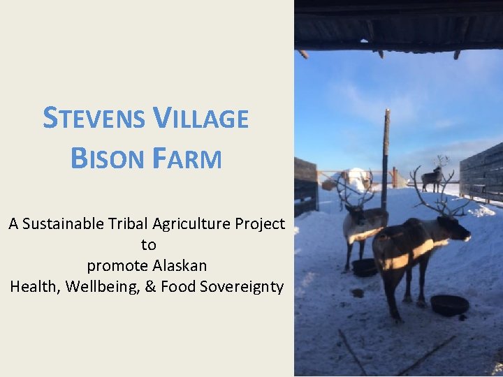 STEVENS VILLAGE BISON FARM A Sustainable Tribal Agriculture Project to promote Alaskan Health, Wellbeing,